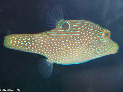 Canthigaster papua, Falschaugen-Kugelfisch