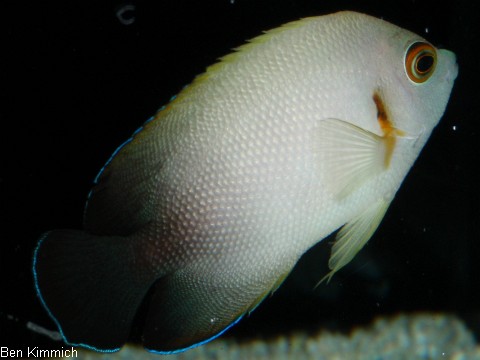 Centropyge vrolikii, Perlschuppen-Zwergkaiserfisch