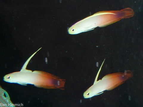 Nemateleotris magnifica, Feuerschwertgrundel