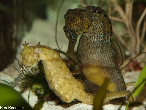 Hippocampus, Seepferdchen