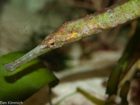 Syngnathoides biaculeatus, Dreieckige Seenadel