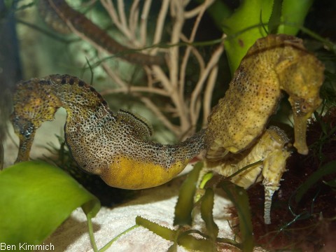 Hippocampus, Seepferdchen