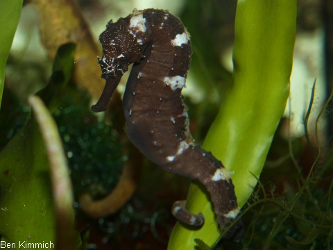 Hippocampus comes, Tigerschwanz Seepferdchen