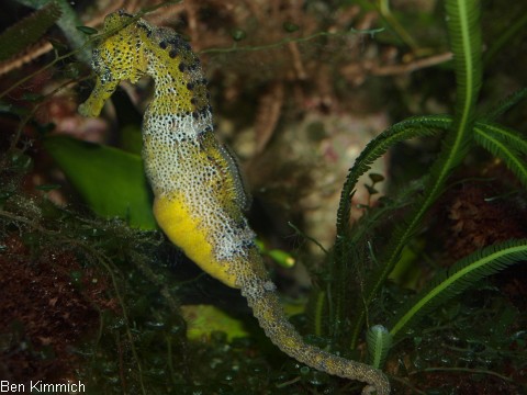 Hippocampus reidi, Langschnuziges Seepferdchen