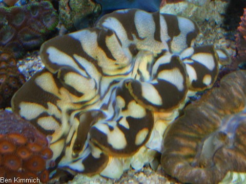 Tridacna, Riesenmuschel