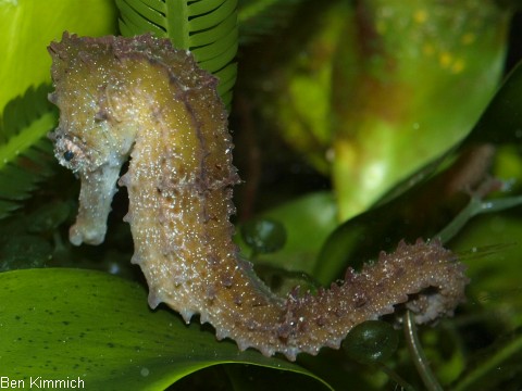 Hippocampus reidi, Langschnuziges Seepferdchen