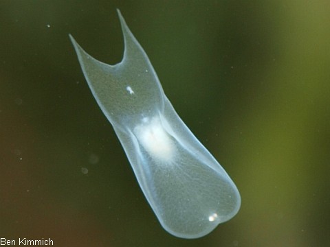 Amphiscolops, durchsichtiger Plattwurm