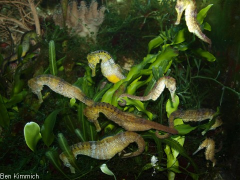 Hippocampus reidi, Langschnuzige Seepferdchen