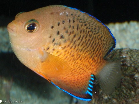 Centropyge ferrugata, Rotbrauner Zwergkaiserfisch