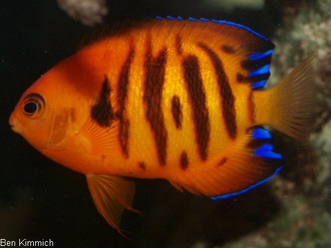 Centropyge loriculus, Flammen-Zwergkaiserfisch