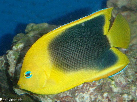Holacanthus tricolor, Felsensch nheit