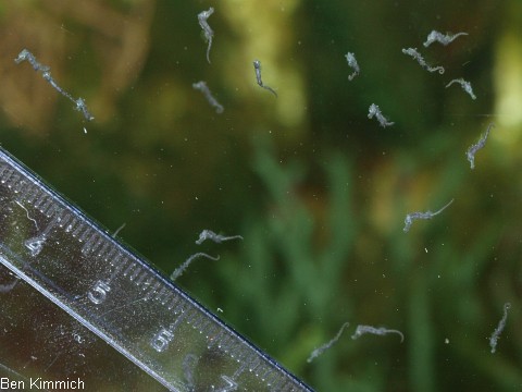 Hippocampus reidi, Langschnuziges Seepferdchen Tag 1