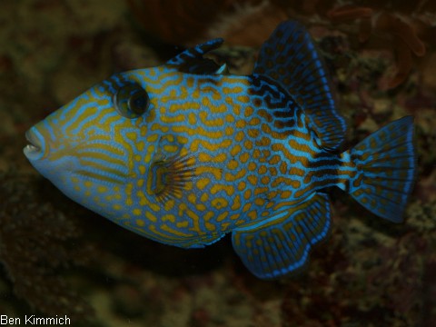 Pseudobalistes fuscus, Blaustreifen Drckerfisch
