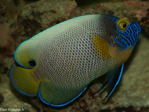 Pomacanthus xanthometopon, Blaukopf - Kaiserfisch