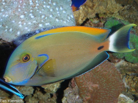 Acanthurus fowleri, Hufeisen-Doktorfisch
