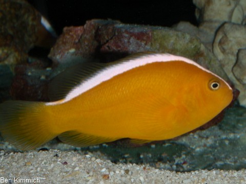 Amphiprion akallopisos, Clownfisch