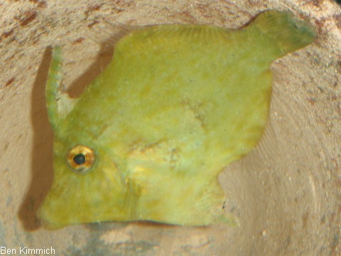 Acreichthys tomentosus, Seegras- oder Tangfeilenfisch
