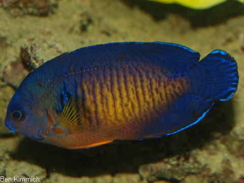 Centropyge bispinosa, Streifen-Zwergkaiser