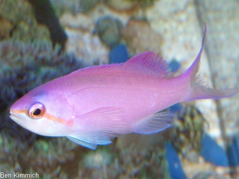 Pseudanthias cf. pascalus, Fahnenbarsch