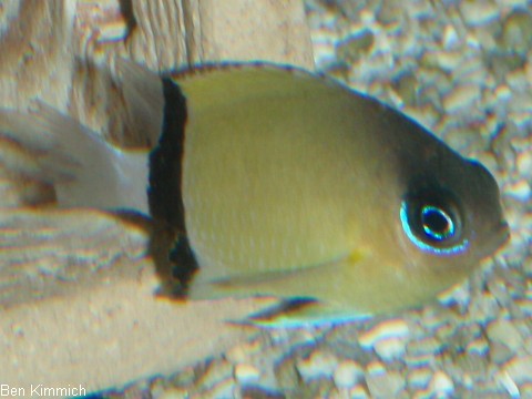 Chromis retrofasciata, Schwalbenschw nzchen