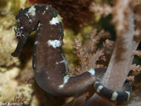 Hippocampus comes, Tigerschwanz Seepferdchen