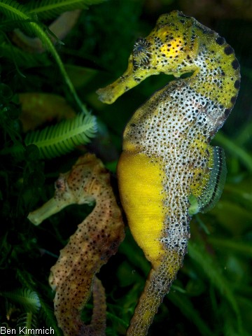Hippocampus reidi, Langschnuziges Seepferdchen