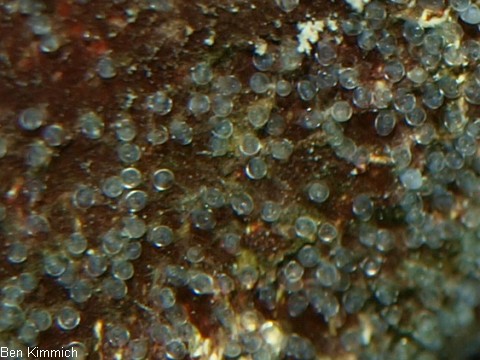 Dascyllus melanurus, Gelege Schwarzschwanzpreussenfisch Dascyllus melanurus, Gelege Schwarzschwanzpreussenfisch