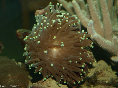 Euphyllia paraglabrescens, Gropolypige Steinkoralle