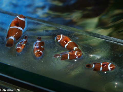 Premnas biaculeatus 2, Samtanemonenfisch Nachlässigkeit wird bestraft Premnas biaculeatus 2, Samtanemonenfisch Nachlässigkeit wird bestraft