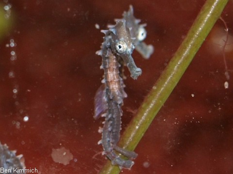 Hippocampus comes, Seepferdchen