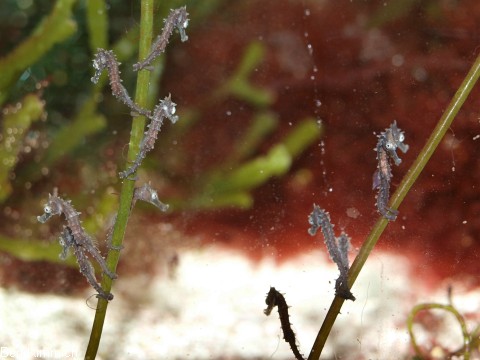 Hippocampus comes, Seepferdchen