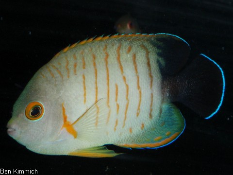 Centropyge eibli, Eibls Zwergkaiserfisch