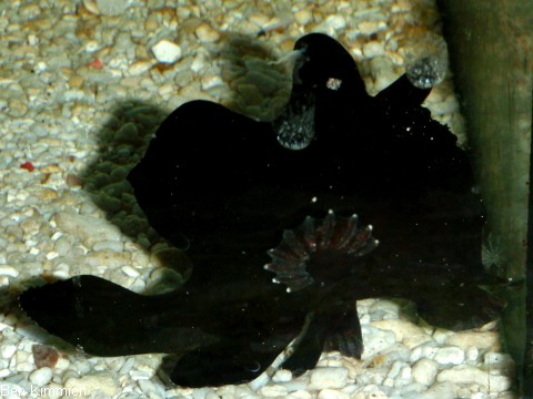 Antennarius, Anglerfisch