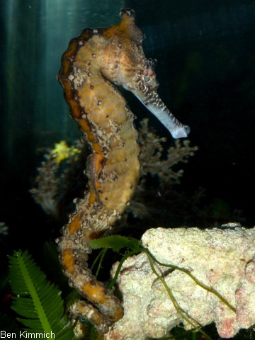 Hippocampus subelongatus, Seepferdchen