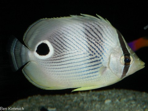 Chaetodon capistratus, Vieraugen-Falterfisch