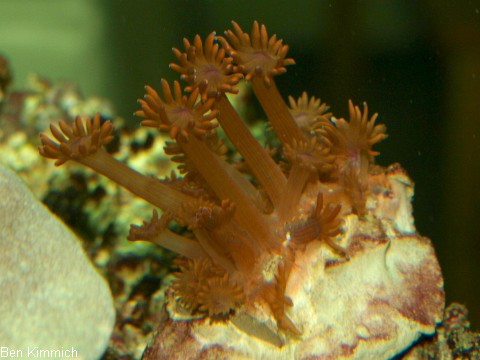 Goniopora lobata, Margerittenkoralle