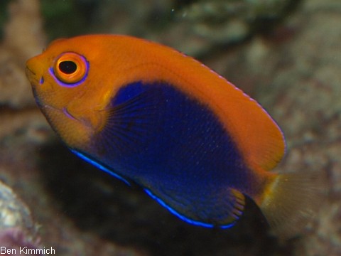 Centropyge acanthops, Orangeruecken-Zwergkaiserfisch