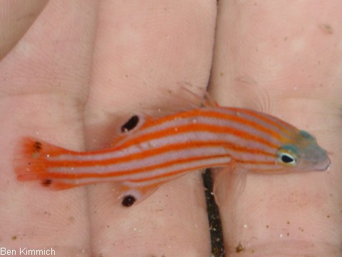 Liopropoma swalesi, Zwergzackenbarsch