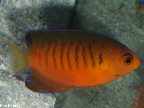 Centropyge shepardi, Shepards Zwergkaiserfisch