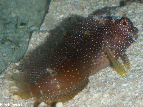 Schleimfische