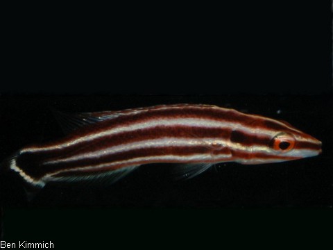 Bodianus sepiacaudus n.sp., Zuckerstangen Lippfisch