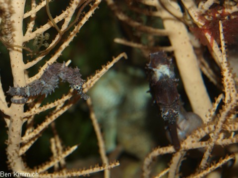 Hippocampus comes, junges comes Seepferdchen mit Vater