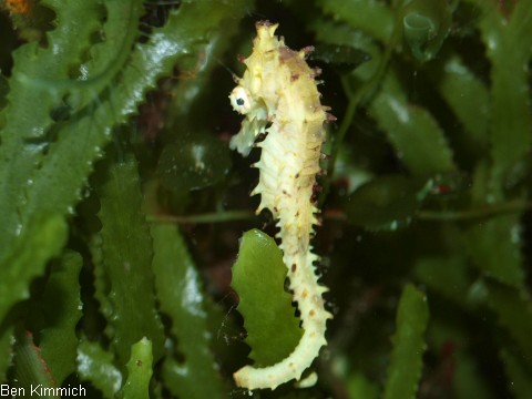 Hippocampus kimmich, Kimmichs Seepferdchen