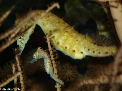 Hippocampus barbouri, junges barbouri Seepferdchen mit Mutter