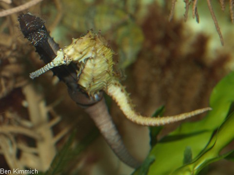 Hippocampus kimmich, Kimmichs Seepferdchen