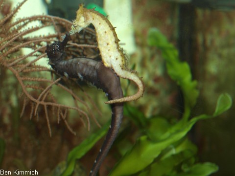 Hippocampus kimmich, Kimmichs Seepferdchen