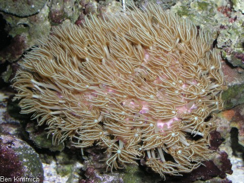 Erythropodium caribaeorum, grnes Affenhaar