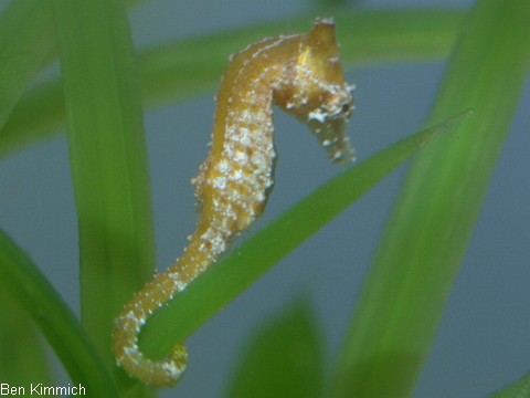 Hippocampus zosterae, Zwergseepferdchen