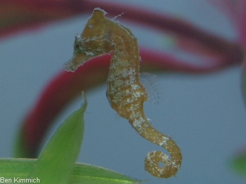 Hippocampus zosterae, Zwergseepferdchen
