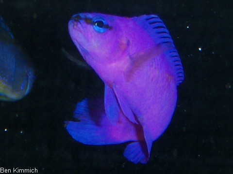 Pseudochromis fridmani, Knig-Salomon Zwergbarsch